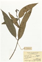 藏品(銳尖山香圓)的圖片